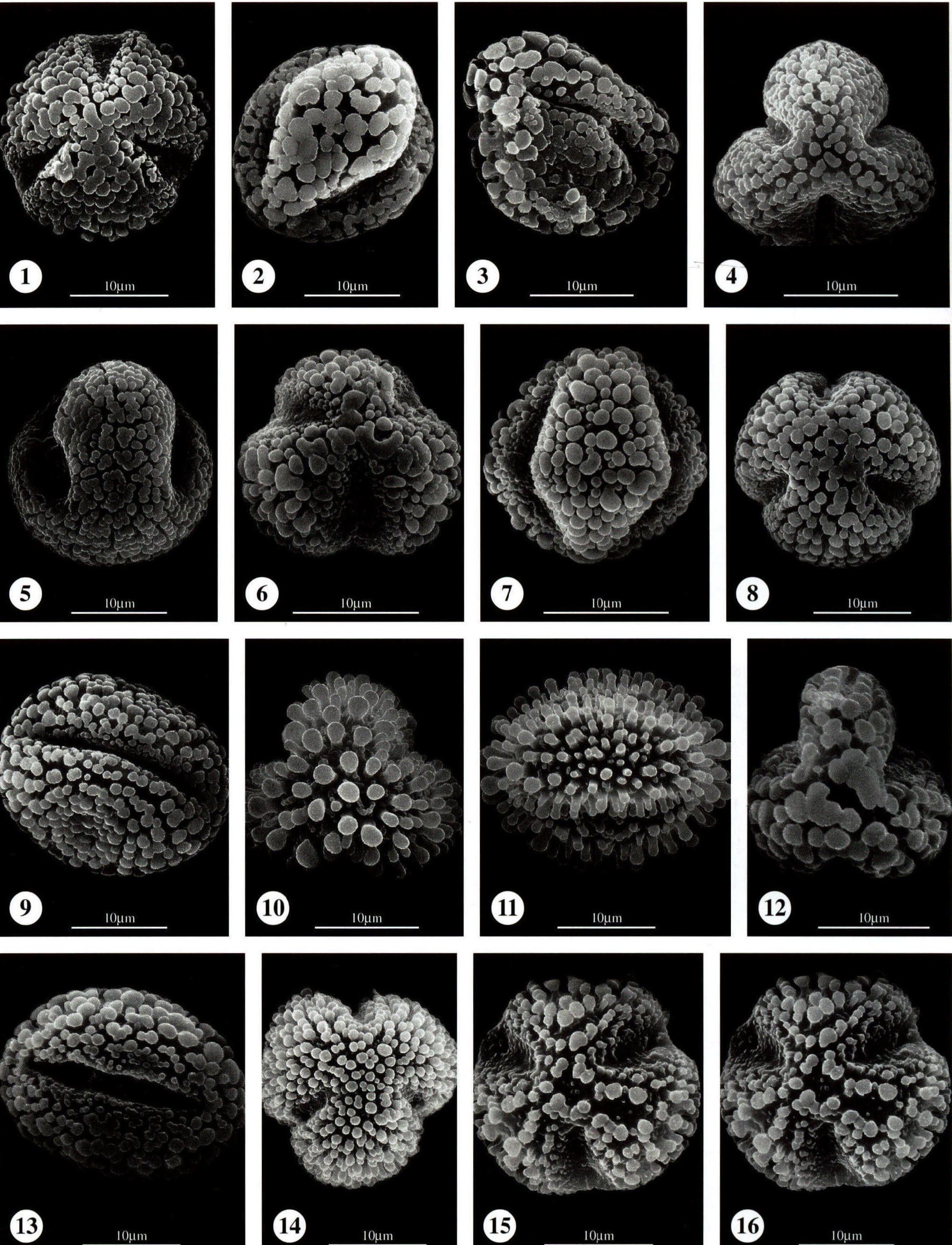 图版74 冬青科 Aquifoliaceae